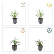 Liriope muscari &