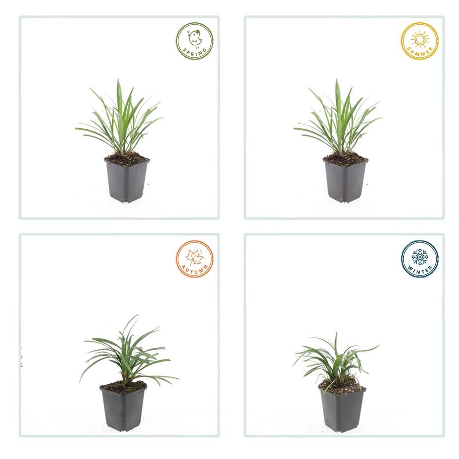 Liriope muscari 'Ingwersen', 15 cm hoog, kenmerkend blad