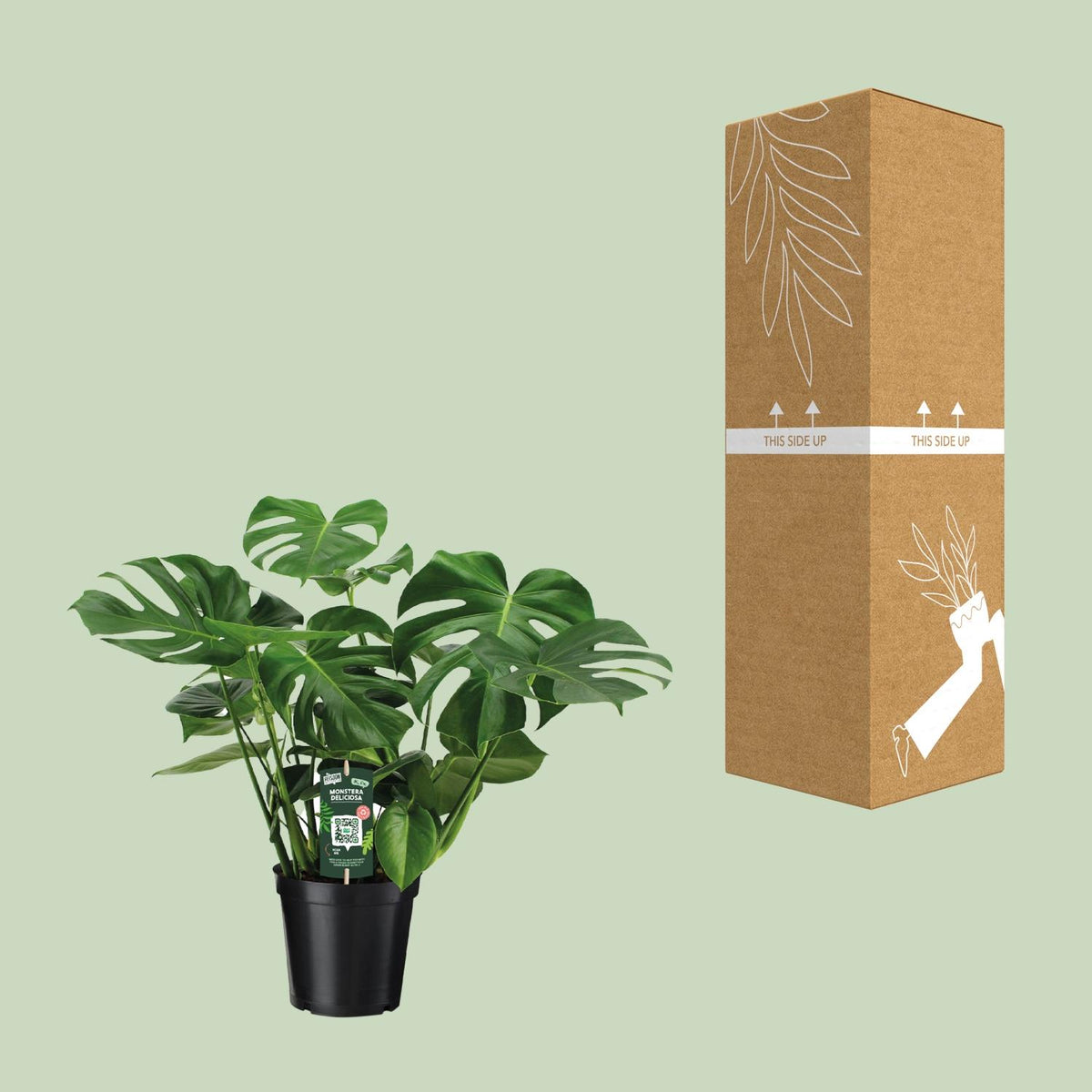 Detailfoto van Monstera deliciosa, gatenplant met glanzend blad, 65 cm hoog