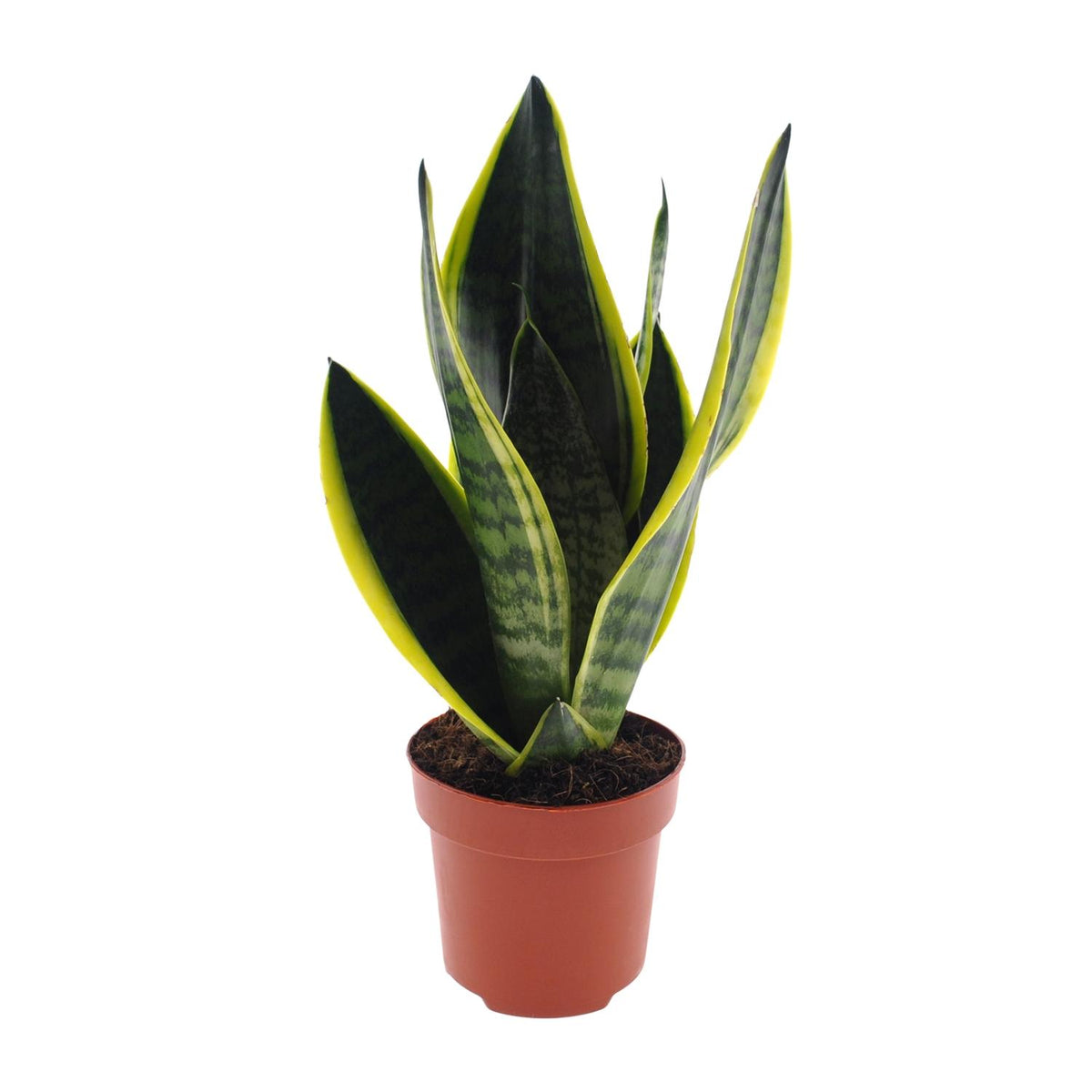 Productfoto van Sansevieria Futura Superba