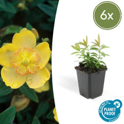 Hypericum calycinum