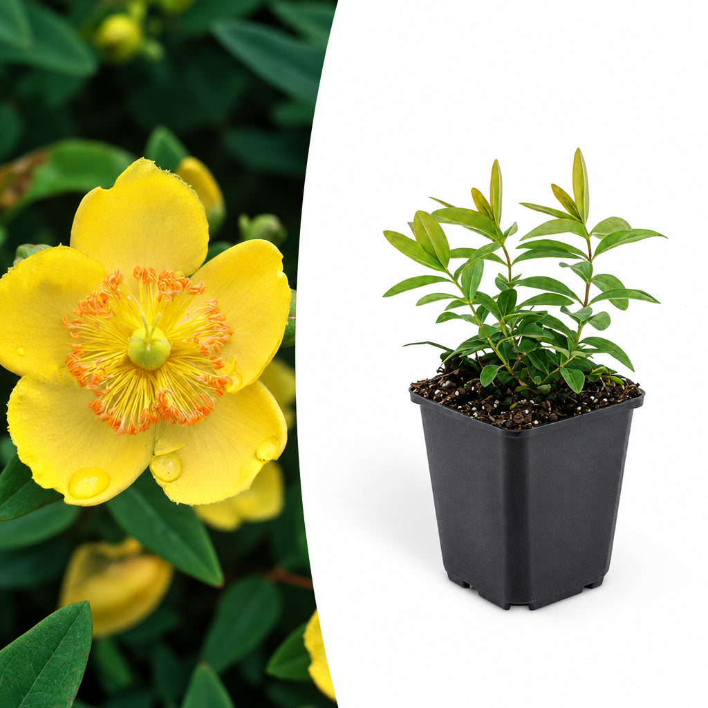 Hypericum calycinum, plant in pot