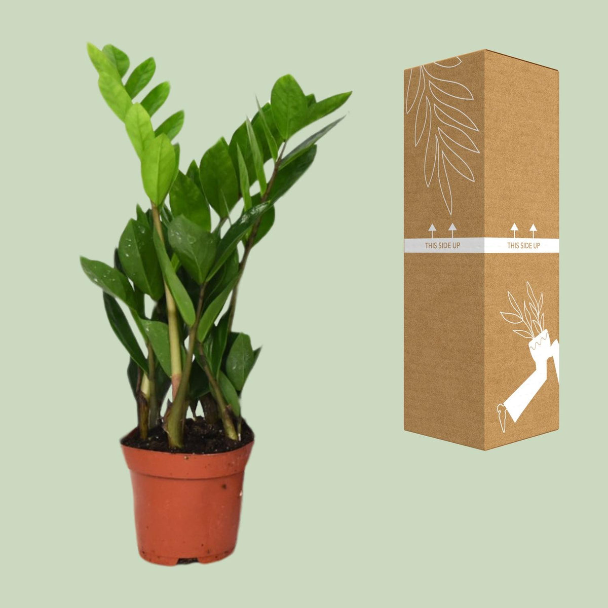 Detailfoto van ZZ-plant Zamioculcas zamiifolia, glanzend blad, 40 cm hoog