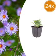 24x Aster frikartii &