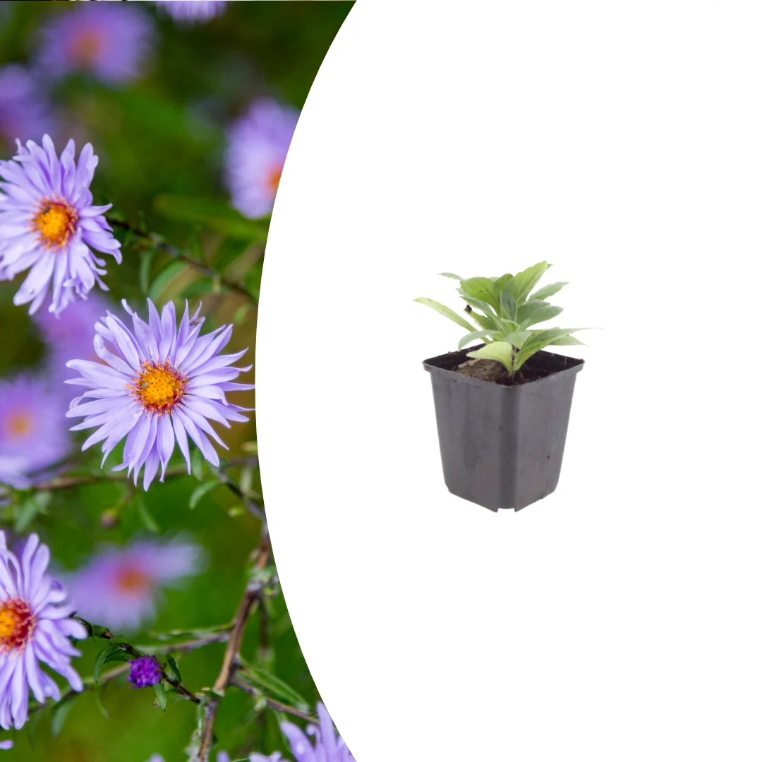Aster frikartii 'Monch', gezonde plant