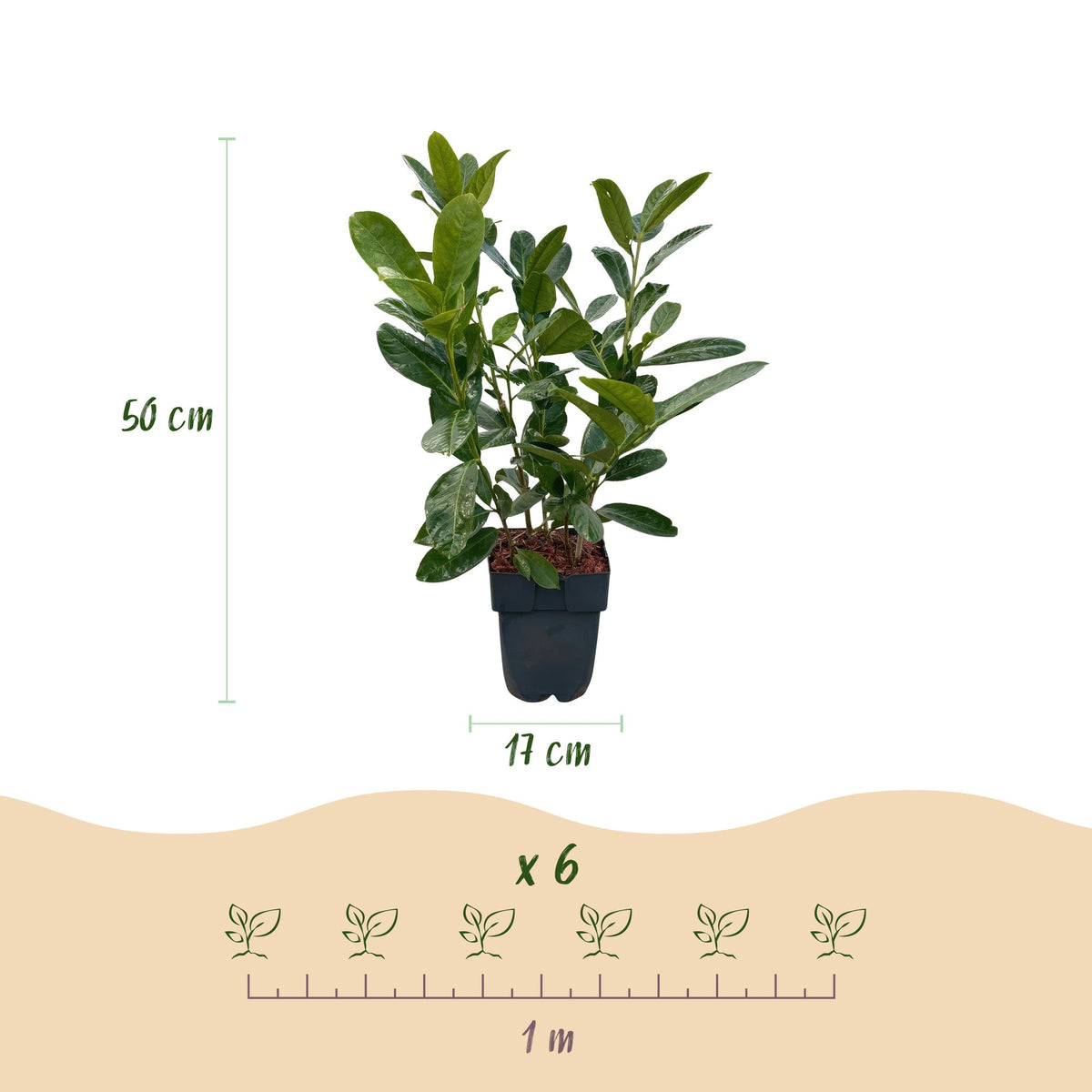 Prunus laurocerasus Rotundifolia, groene bladeren