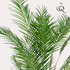 Productafbeelding van Pureplant
