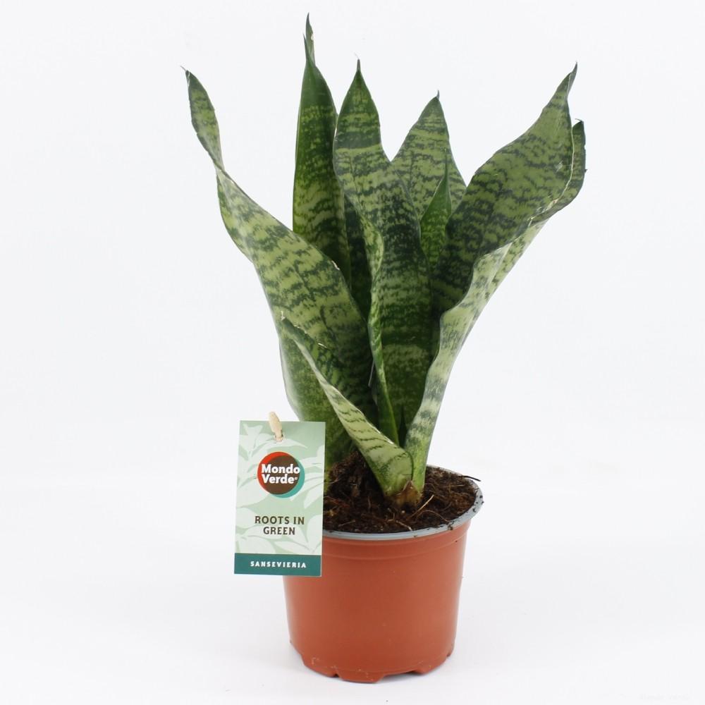 Productfoto van Sansevieria Black Coral