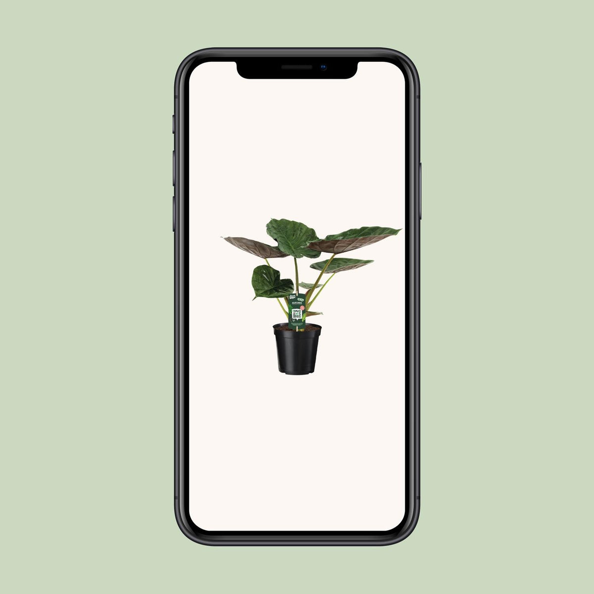 Alocasia Wentii - Olifantsoor, groene bladeren