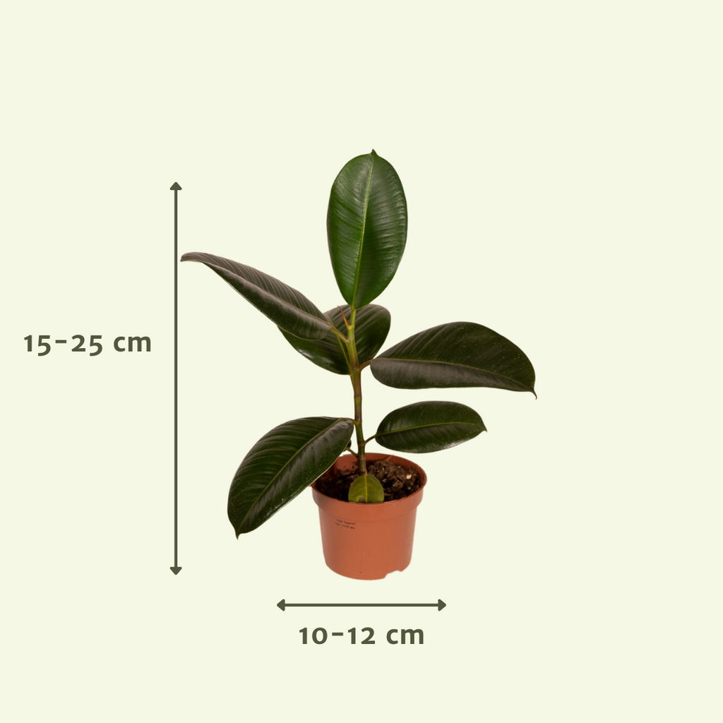 Productafbeelding van Pureplant