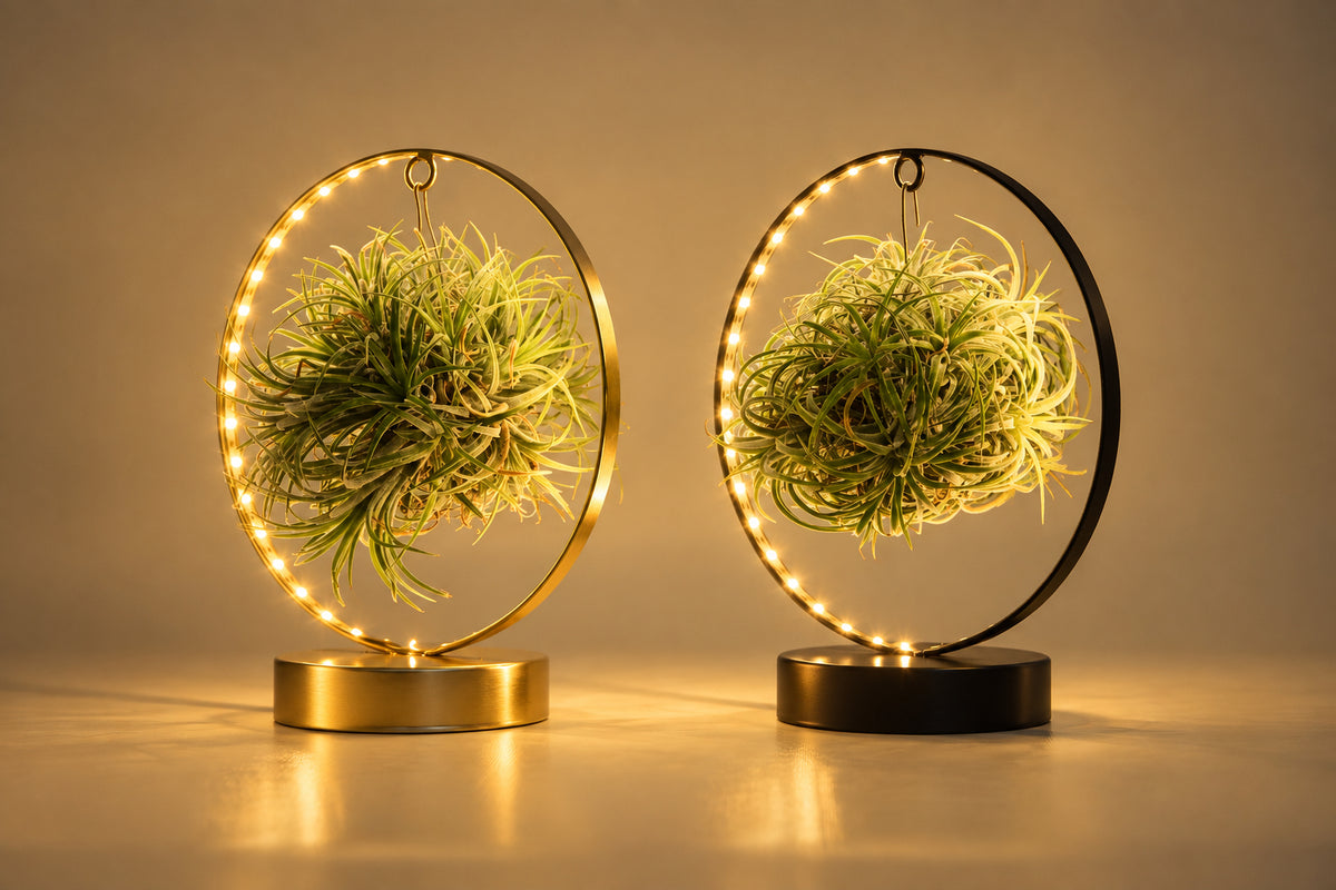 Tillandsia Led Edition Mix - 2 stuks, plant in pot