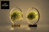 Tillandsia Led Edition Mix - 2 stuks