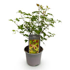 Acer palmatum Little Princess, decoratieve plant