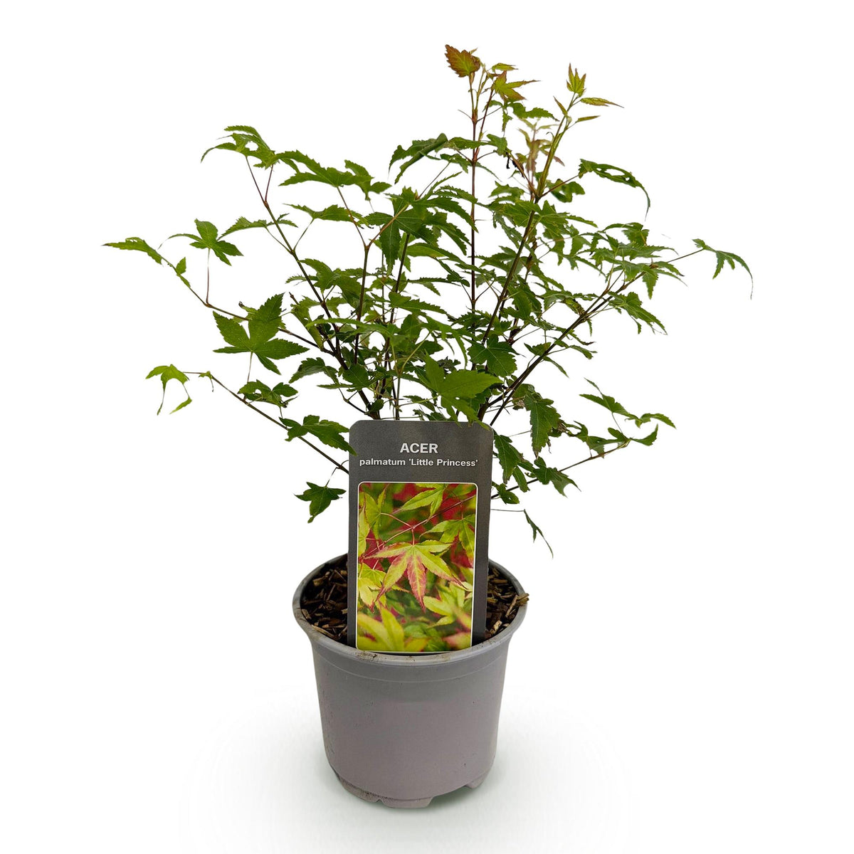 Acer palmatum Little Princess, decoratieve plant