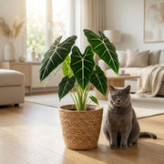 Olifantsoor (Alocasia Frydek) met Mand