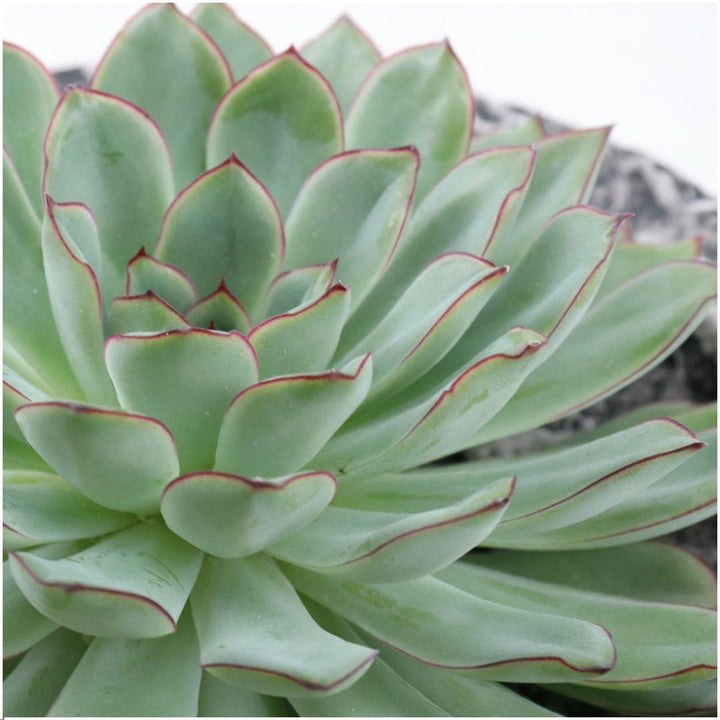 ROOTLESS Succulent Echeveria Pulidonis in schaal &