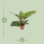 Philodendron Imperial Green, detail van het blad