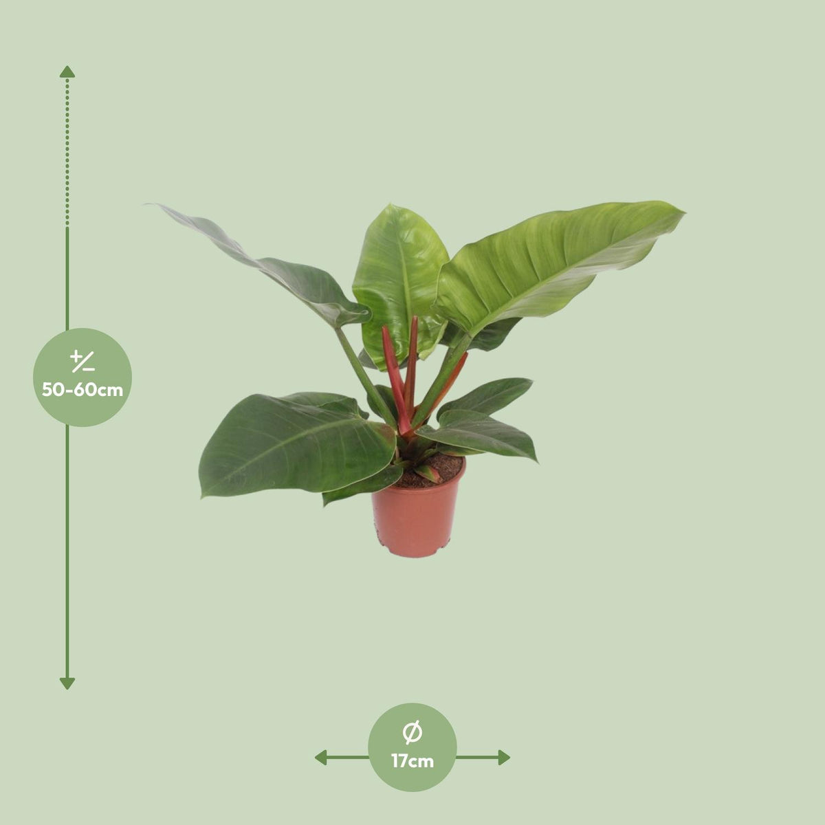 Philodendron Imperial Green, detail van het blad