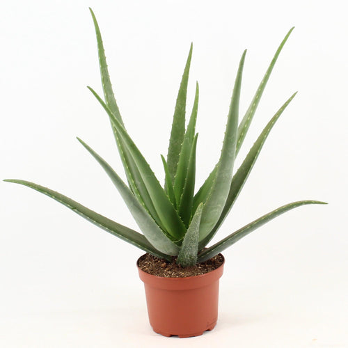 Aloe Vera, plant in pot