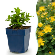 Hypericum calycinum - Sint-Janskruid - Bijen- en vlinderlokkers - Geel - 6 Planten