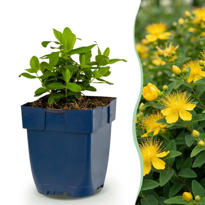 Hypericum calycinum - Sint-Janskruid - Bijen- en vlinderlokkers - Geel - 6 Planten