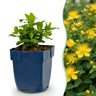 Hypericum calycinum - Sint-Janskruid - Bijen- en vlinderlokkers - Geel - 6 Planten