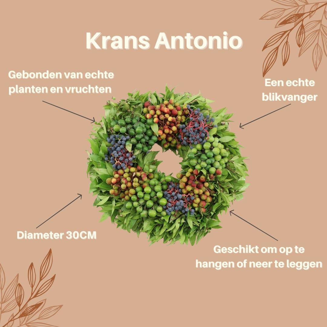 Echte krans Antonio | Ø diameter, groeiwijze van de plant