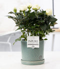 Rosa White In P&PURE Lauren Ceramics, plant in pot