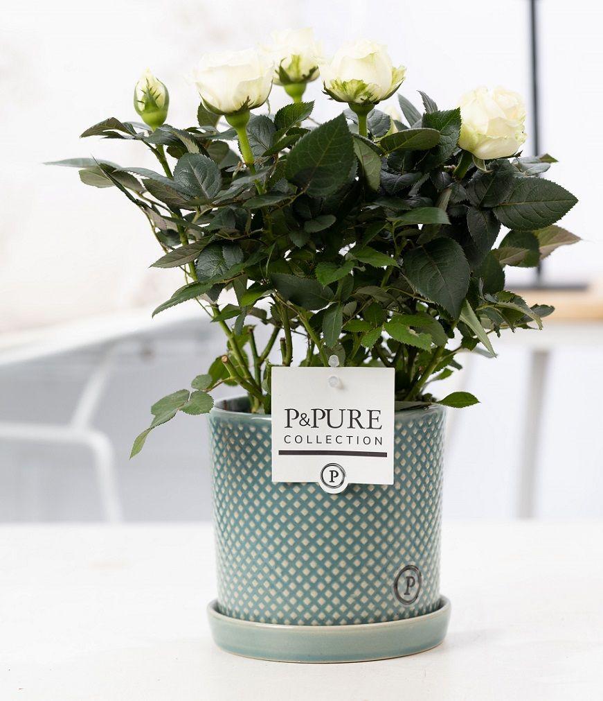 Rosa White In P&PURE Lauren Ceramics, plant in pot