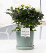 Rosa White In P&PURE Lauren Ceramics