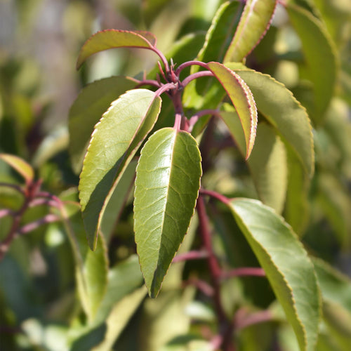 6x Prunus lusitanica Angustifolia, detail van het blad