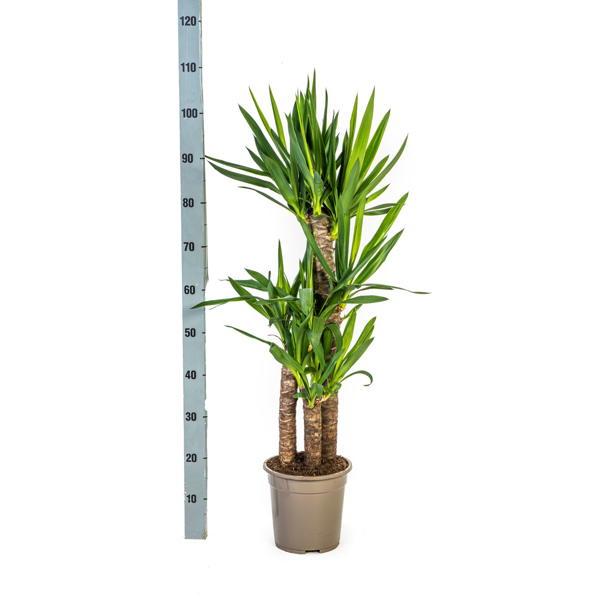Yucca Elephantipes met mand, detail van het blad