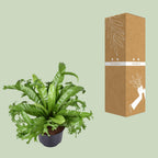 Detailfoto van Asplenium Nidus Crissie