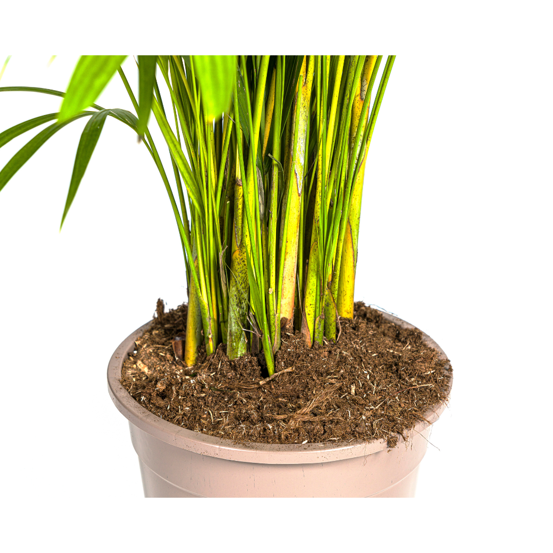 Dypsis Areca lutescens, kenmerkend blad