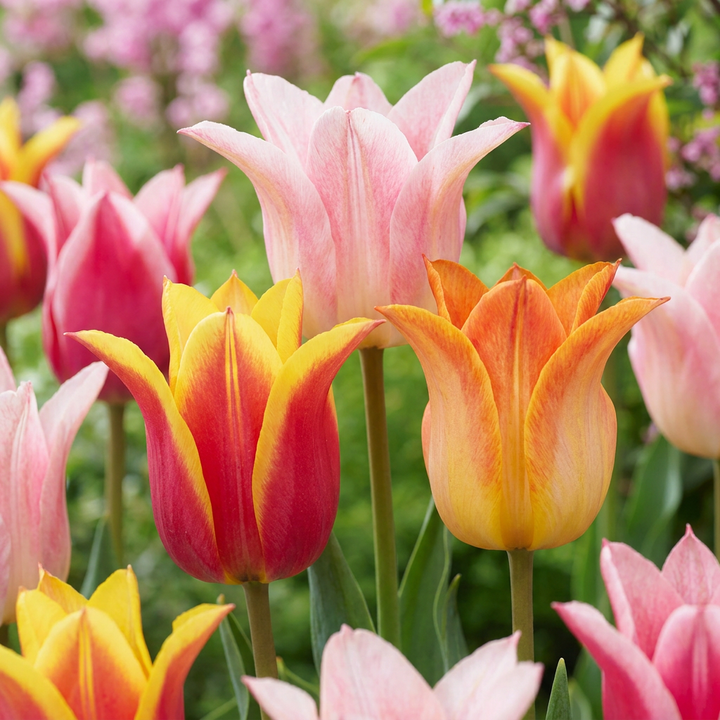 Lelietulp &