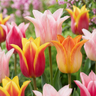 Lelietulp 'Ballade' mix bloembollen