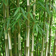 Fargesia robusta Pingwu