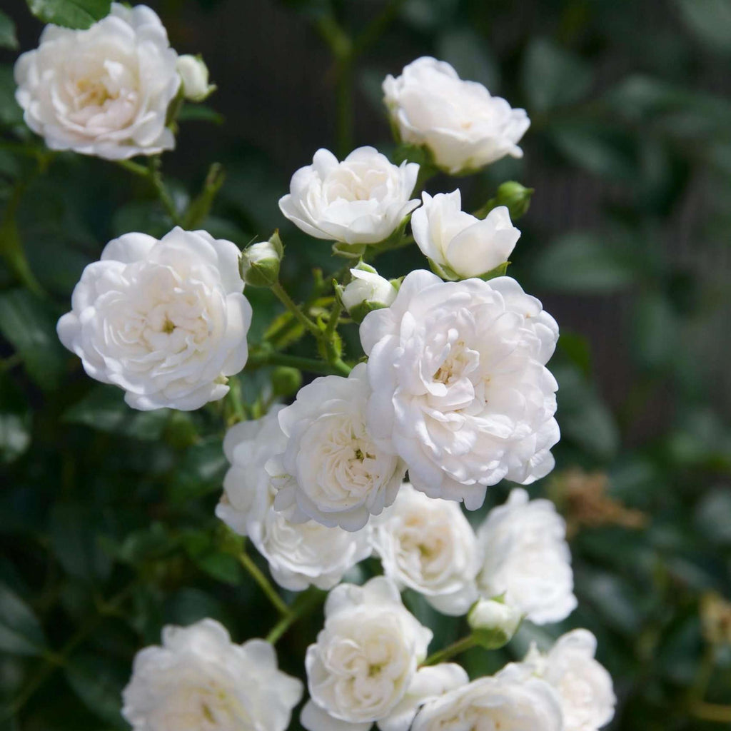 Bodembedekkende roos White Fairy, witte bloemen, plant in pot