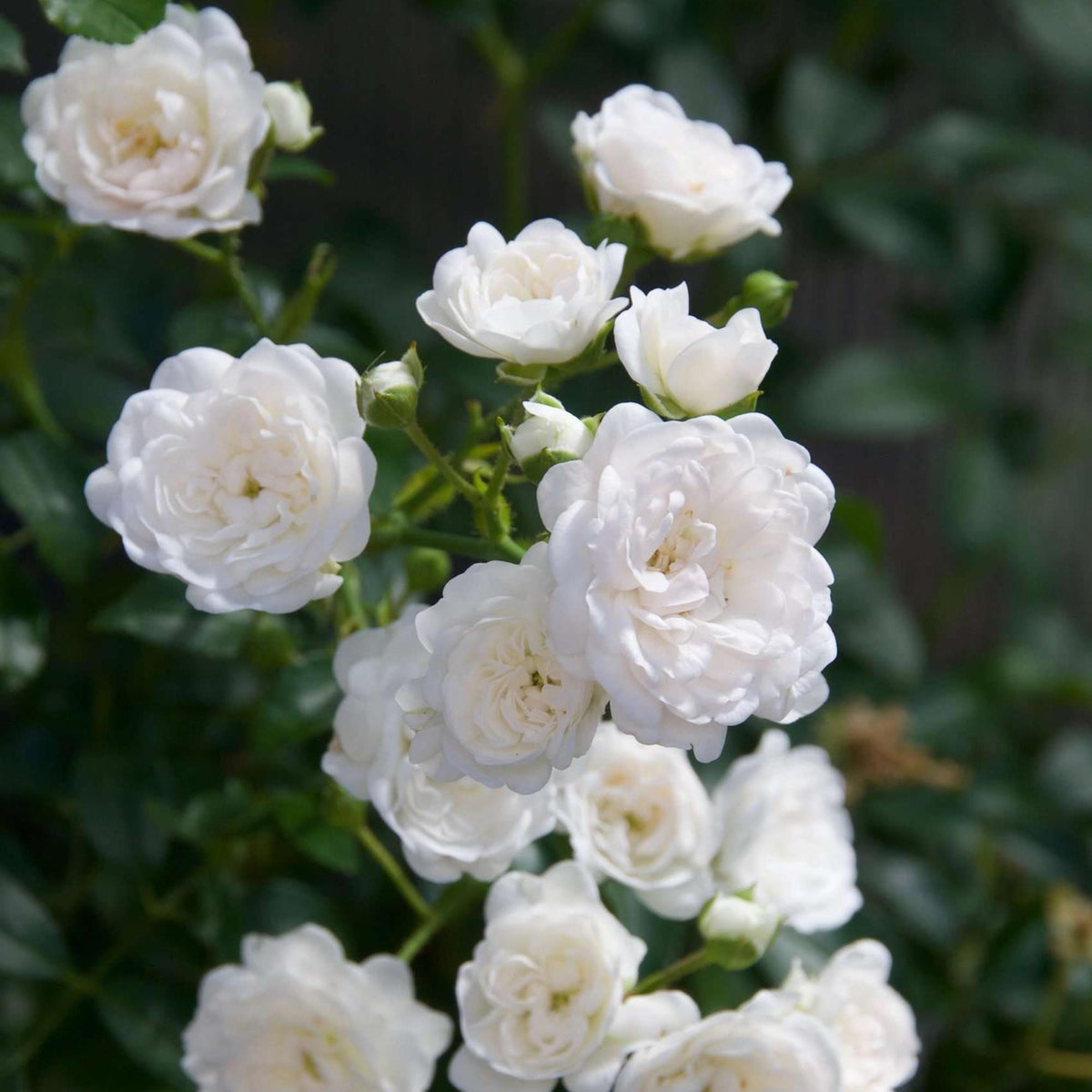 Bodembedekkende roos White Fairy, witte bloemen, plant in pot