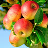 Malus domestica Jonagold