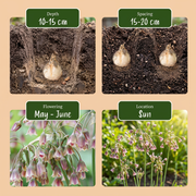 Siciliaanse honingknoflook Allium siculum, rood, foto 4