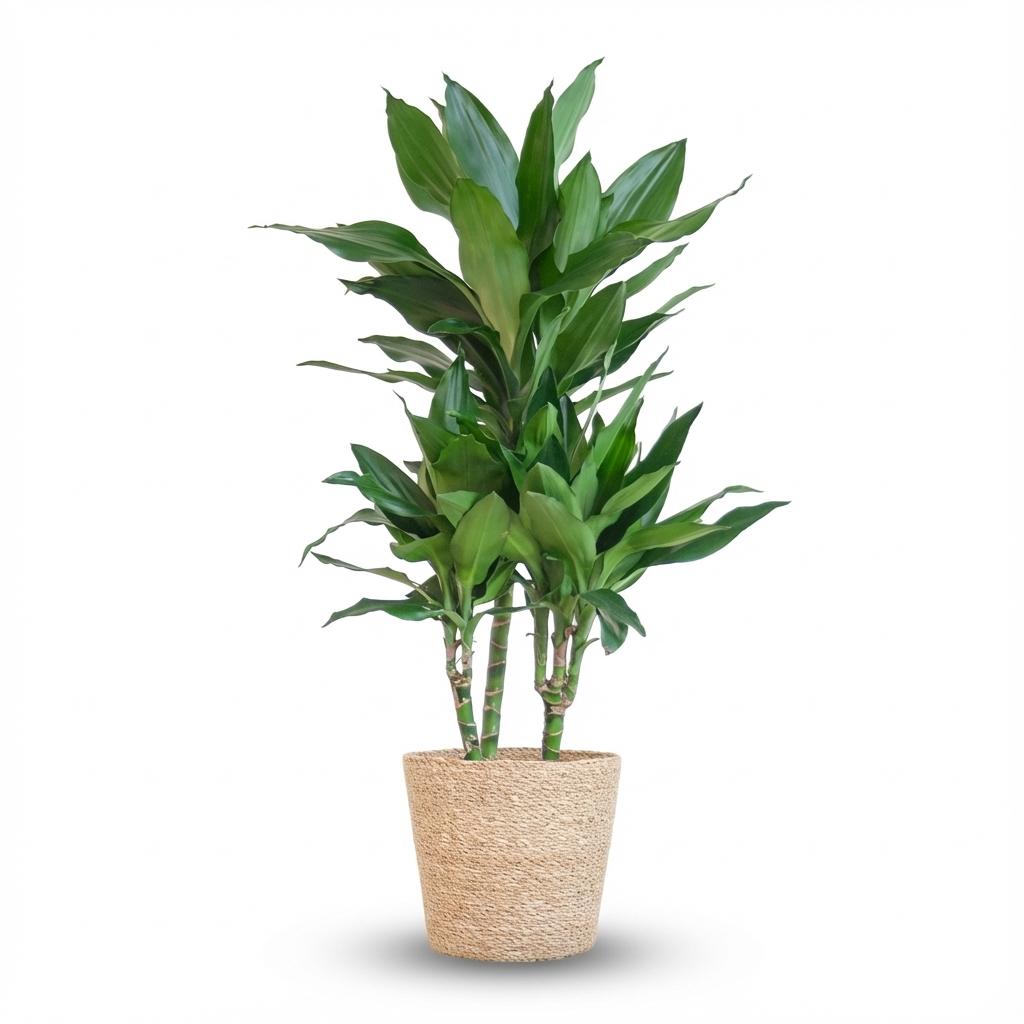 Dracaena  Janet Lindt met Zeegras mand naturel, detail van het blad