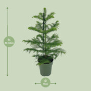 Kamerden Araucaria heterophylla, stekelige takken, 40 cm