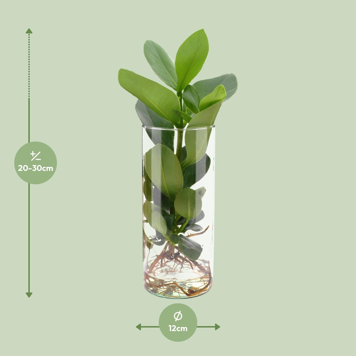 Detailfoto van Clusia In Cylinder Glas