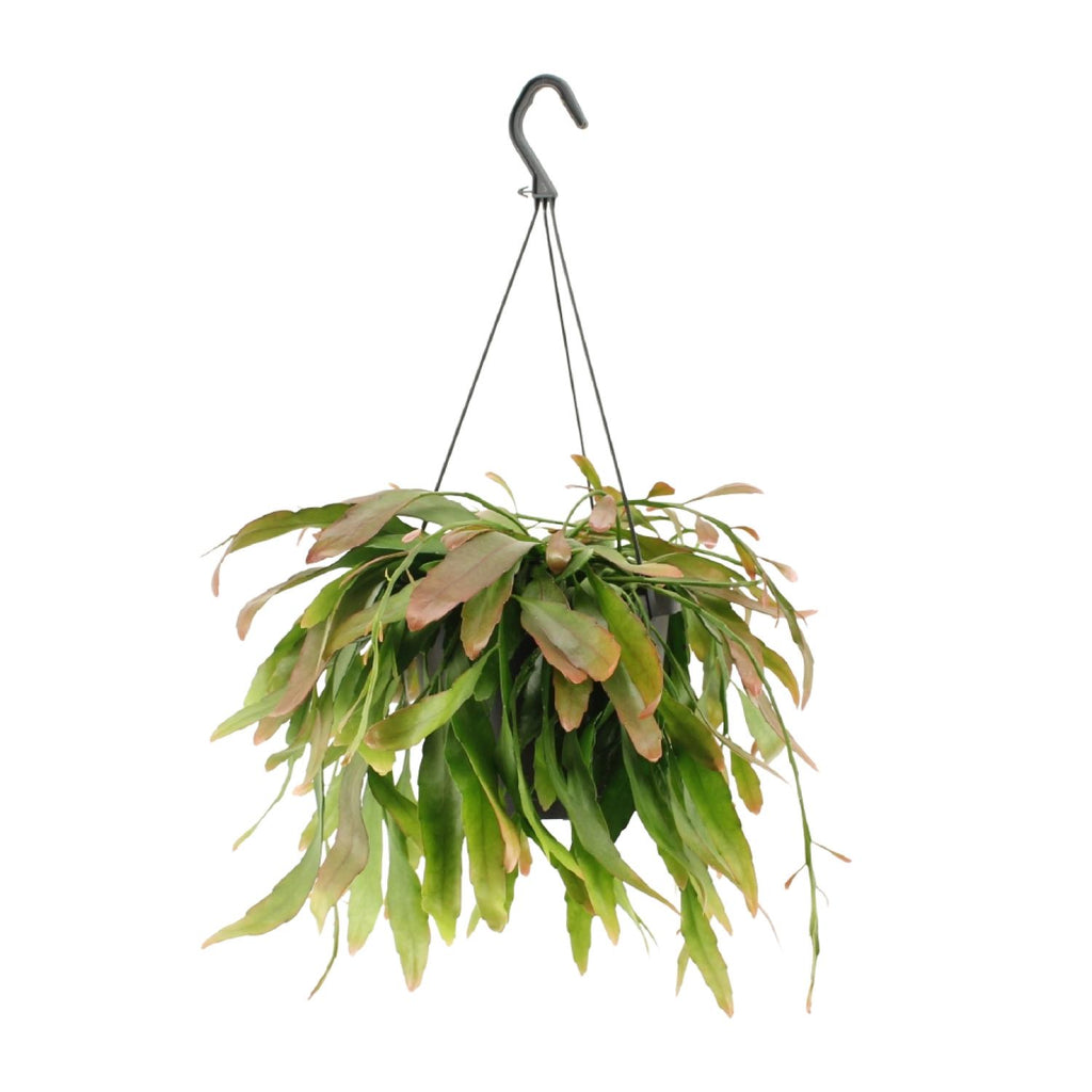 Productfoto van Rhipsalis Red Coral