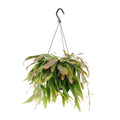 Productfoto van Rhipsalis Red Coral