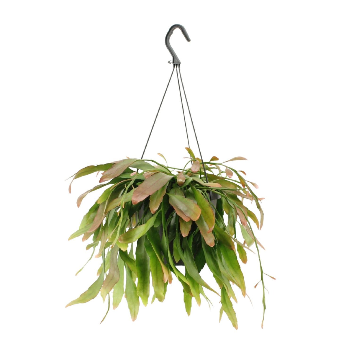 Productfoto van Rhipsalis Red Coral