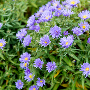 60x Aster frikartii &