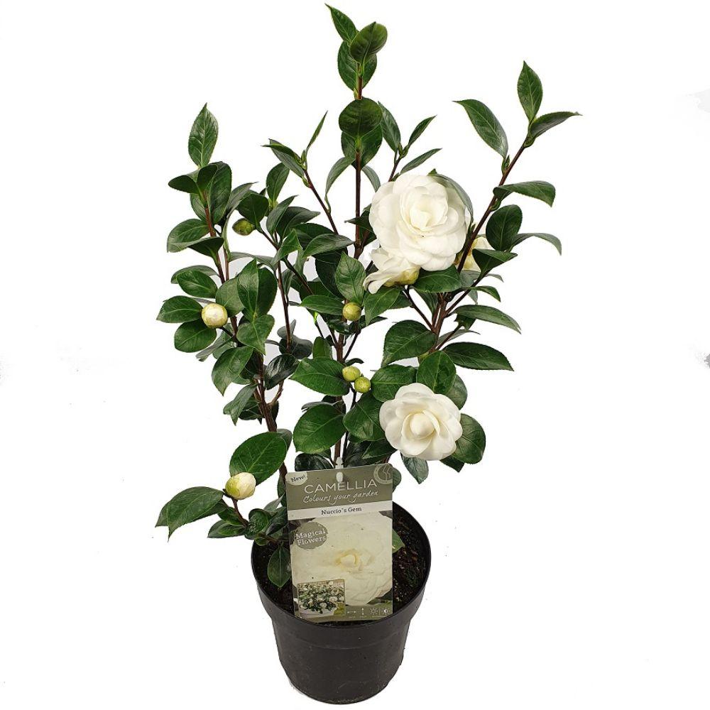 Productfoto van Camellia jap. 'Nuccio's Gem'