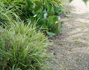 Bergenia cordifolia &
